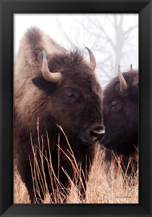 Framed American Bison VI Print