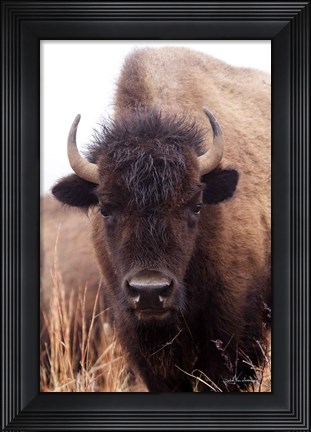 Framed American Bison IV Print