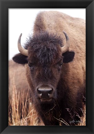 Framed American Bison IV Print