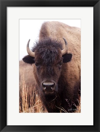 Framed American Bison IV Print