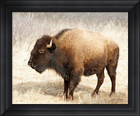 Framed American Bison III Print