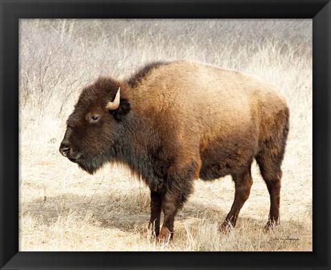 Framed American Bison III Print