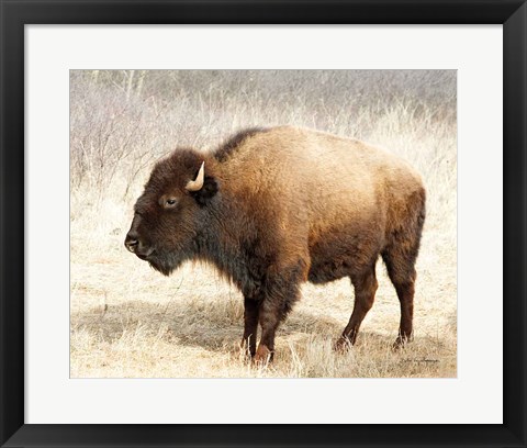 Framed American Bison III Print