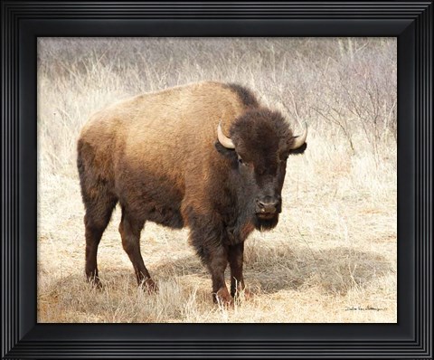 Framed American Bison II Print