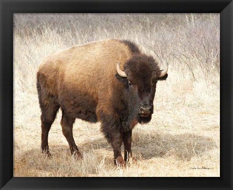 Framed American Bison II Print