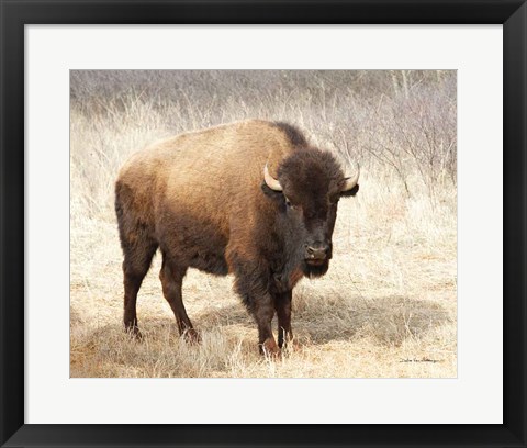 Framed American Bison II Print