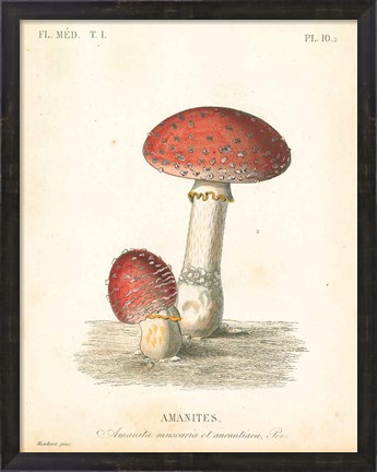 Framed French Mushrooms III Print