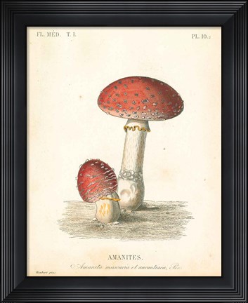 Framed French Mushrooms III Print