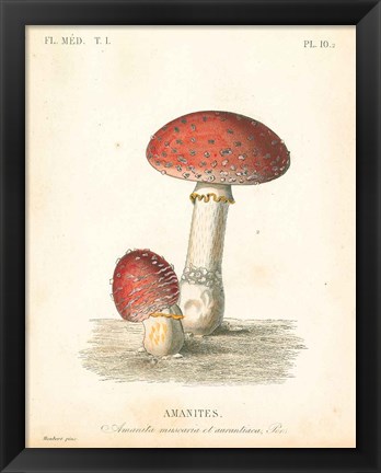 Framed French Mushrooms III Print