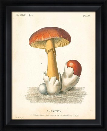 Framed French Mushrooms II Print