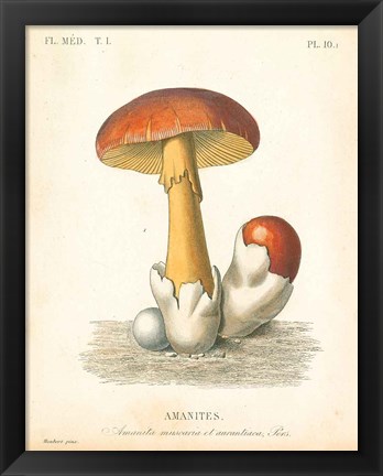 Framed French Mushrooms II Print