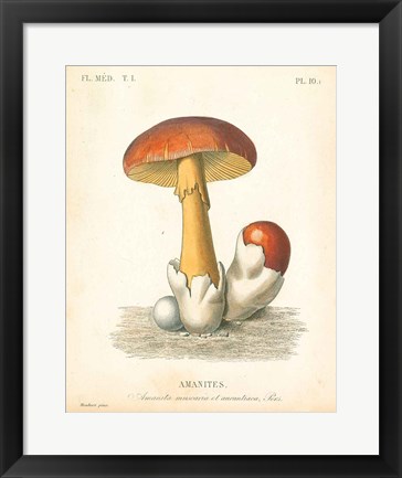 Framed French Mushrooms II Print