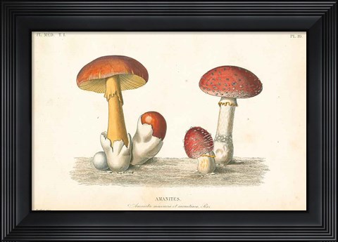 Framed French Mushrooms I Print