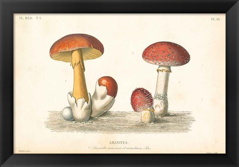 Framed French Mushrooms I Print