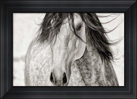 Framed My Beautiful Mane Print