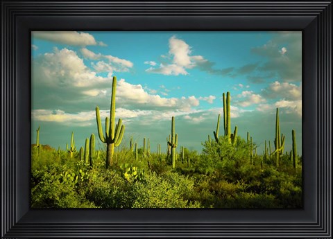 Framed Saguaros No. 2 Print