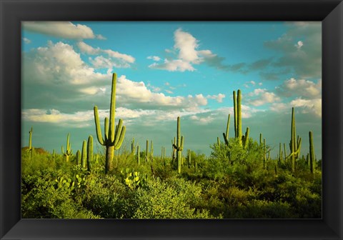 Framed Saguaros No. 2 Print