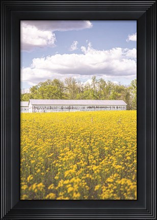 Framed Field of Yellow I Print