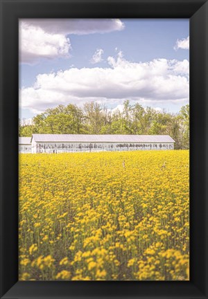 Framed Field of Yellow I Print