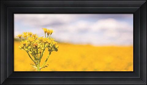 Framed Field of Yellow II Print