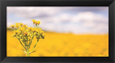 Framed Field of Yellow II Print