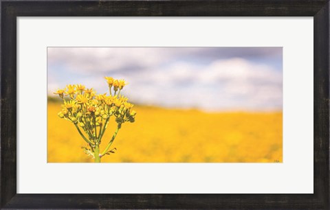 Framed Field of Yellow II Print