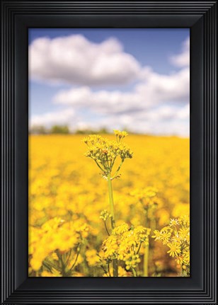 Framed Field of Yellow III Print