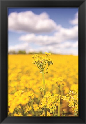 Framed Field of Yellow III Print