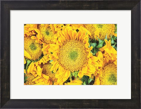 Framed Sunflower Summer Print
