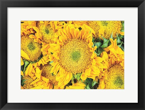 Framed Sunflower Summer Print