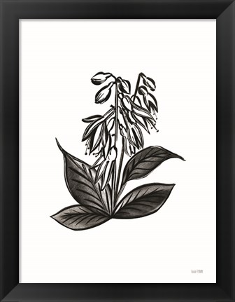 Framed Pen and Ink Wildflower III Print