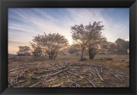 Framed Spring Bushes at Sunrise Print