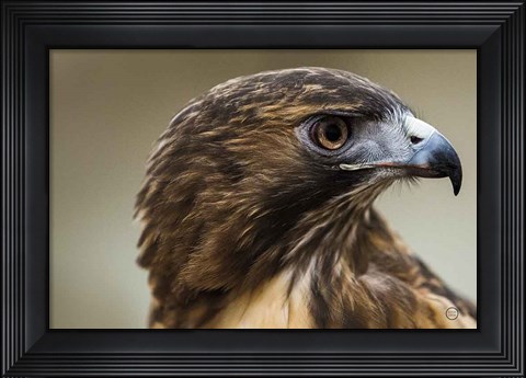 Framed Red Tailed Hawk Profile Print