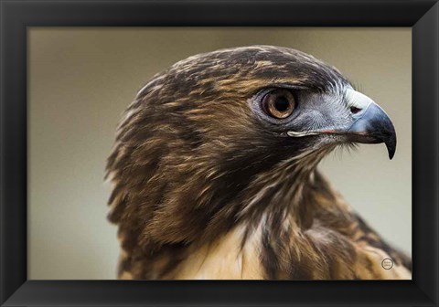 Framed Red Tailed Hawk Profile Print