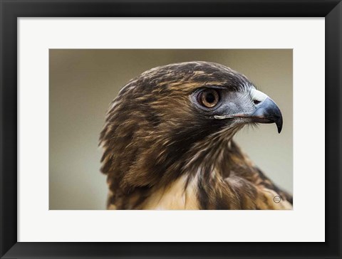 Framed Red Tailed Hawk Profile Print