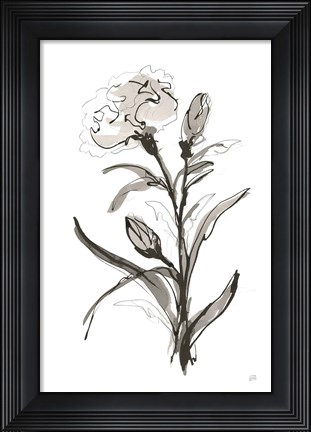 Framed Carnation I Print