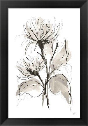 Framed Chrysanthemum II Print