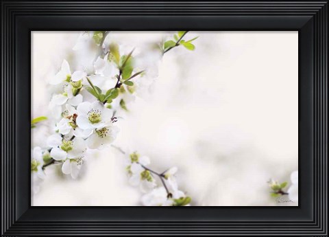 Framed First White of Spring Print