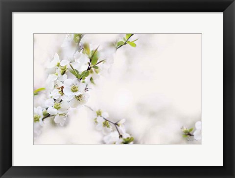 Framed First White of Spring Print