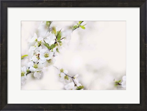 Framed First White of Spring Print