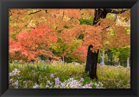 Framed Autumn Splendor Print