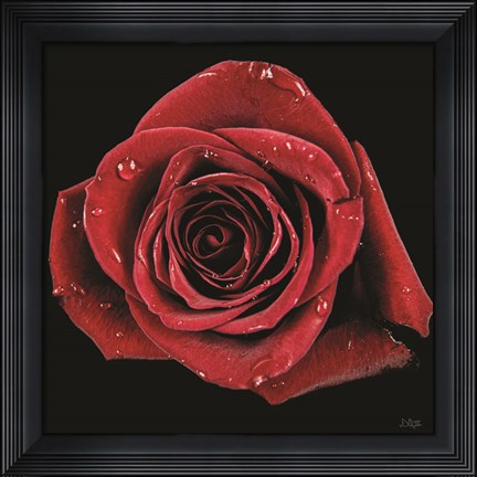 Framed Broken Heart Rose Print