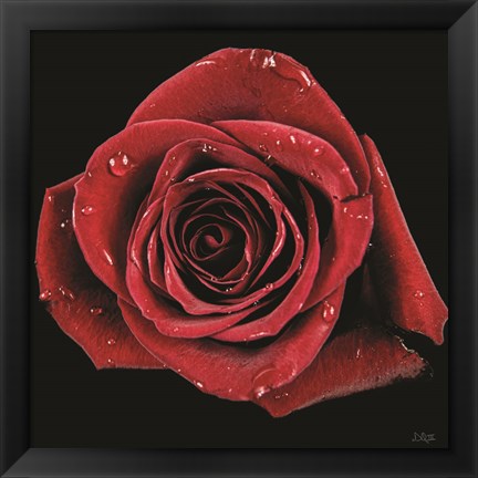 Framed Broken Heart Rose Print