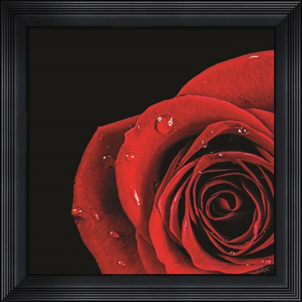 Framed Pop of Red Rose Print
