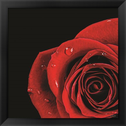 Framed Pop of Red Rose Print