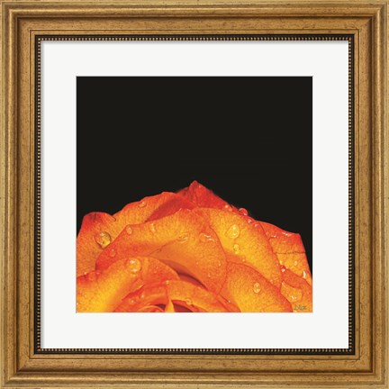 Framed Orange Petals Print