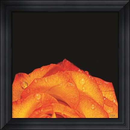 Framed Orange Petals Print