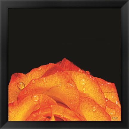 Framed Orange Petals Print