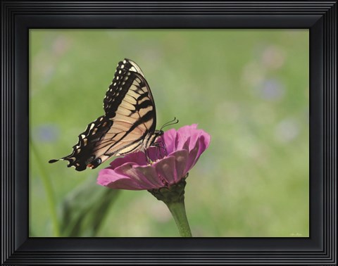 Framed Butterfly Resting Spot I Print