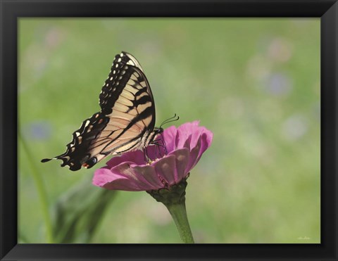 Framed Butterfly Resting Spot I Print